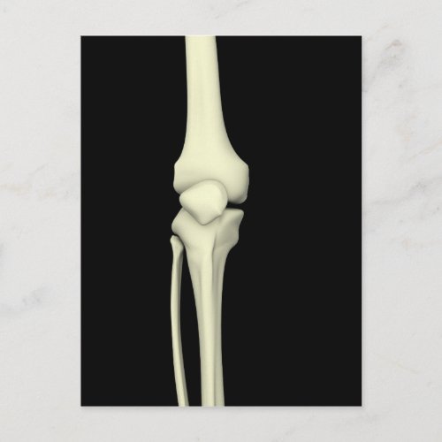 Illustration Of Knee Bone Straight Postcard
