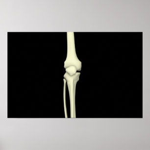 Illustration Of Knee Bone, Straight Poster