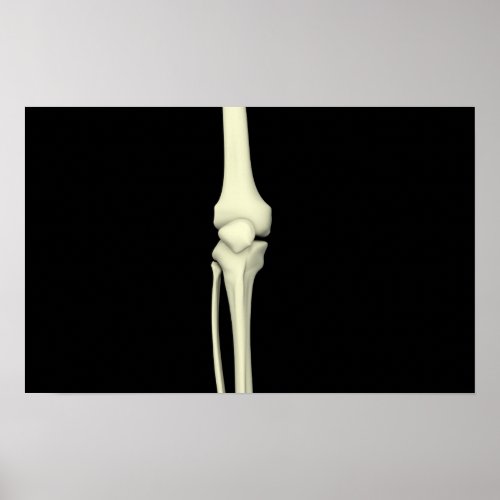 Illustration Of Knee Bone Straight Poster
