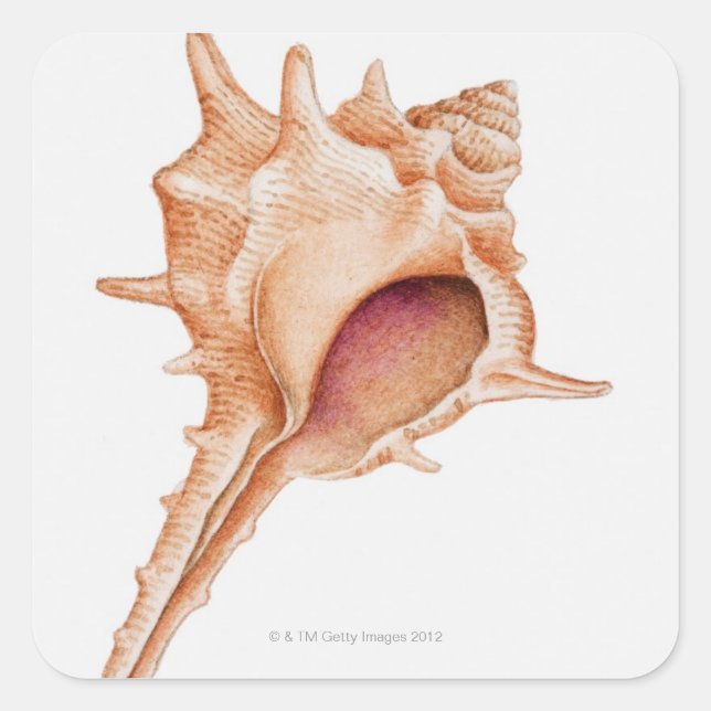 Illustration of Murex shell Square Sticker (Front)