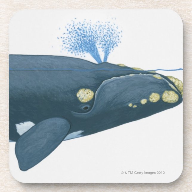 Illustration of North Pacific Right Whale Beverage Coaster (Front)
