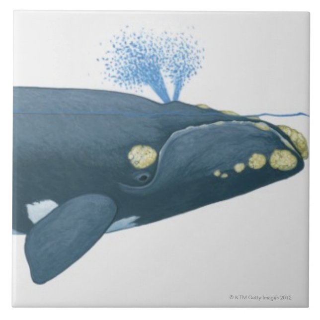 Illustration of North Pacific Right Whale Ceramic Tile (Front)