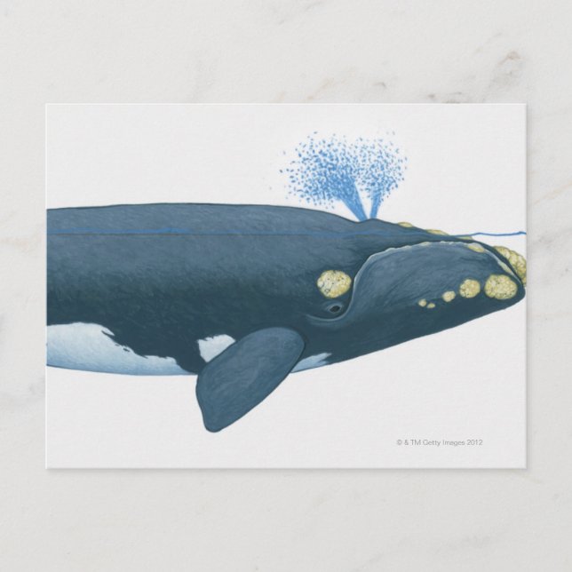Illustration of North Pacific Right Whale Postcard (Front)