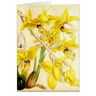 Illustration of Stanhopea wardii Cards