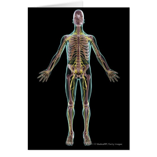Illustration of the nervous system cards (Front)