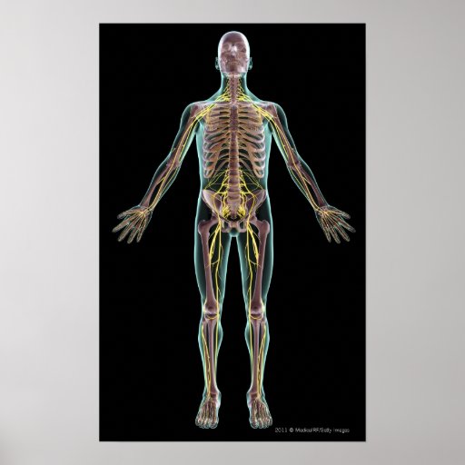 Illustration of the nervous system poster | Zazzle