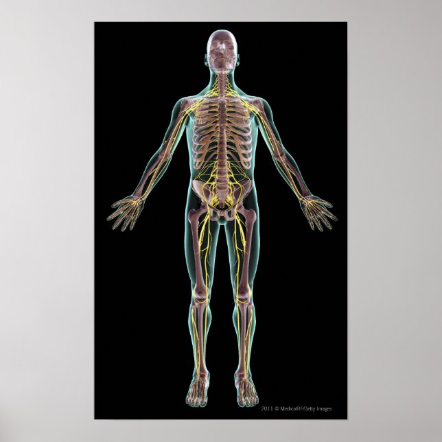Illustration of the nervous system poster (Front)