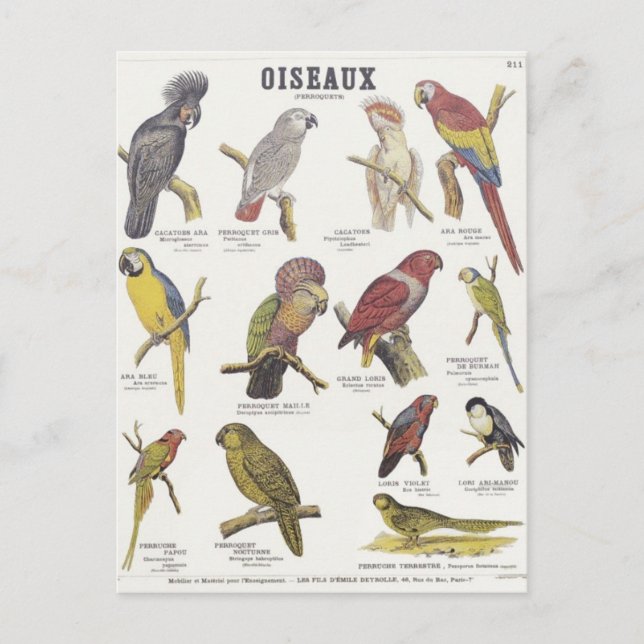 Illustration oiseaux postcard (Front)