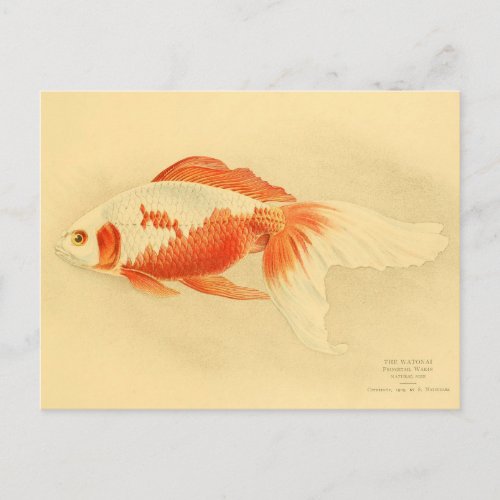 Illustration watonai goldfish Ko Postcard