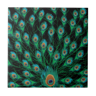 Illustration With Peacock Feathers on Black Ceramic Tile