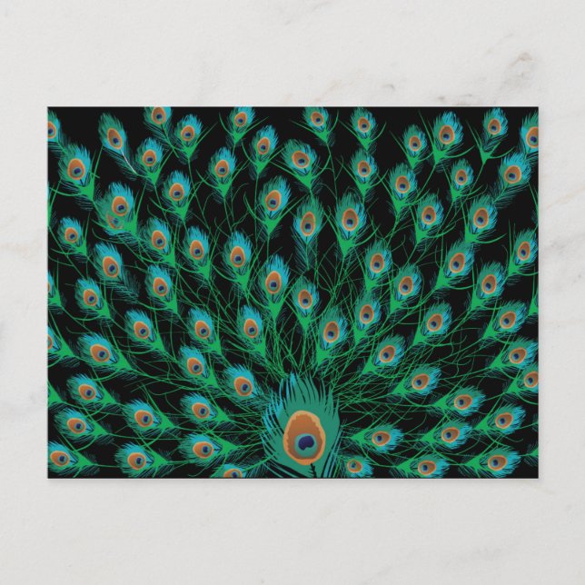 Illustration With Peacock Feathers on Black Postcard (Front)