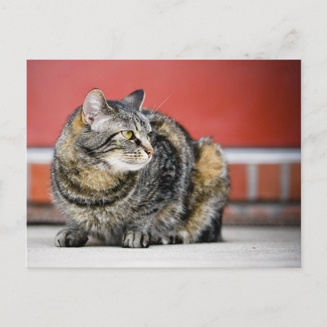 I'm a cat! postcard (Front)
