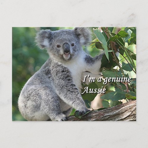 Im a genuine Aussie cute cuddly Australian koala Postcard