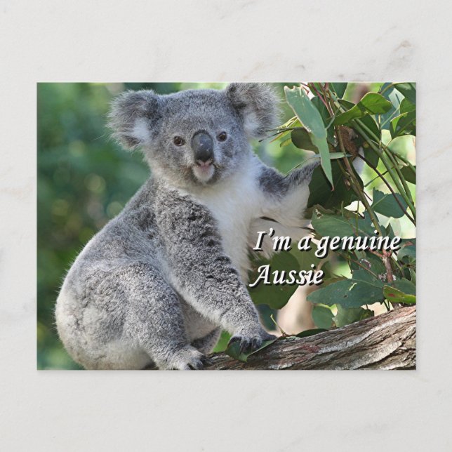 I'm a genuine Aussie: cute cuddly Australian koala Postcard (Front)