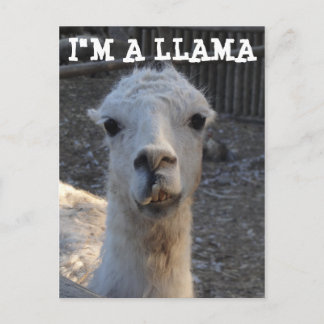 I'm a Llama Postcard