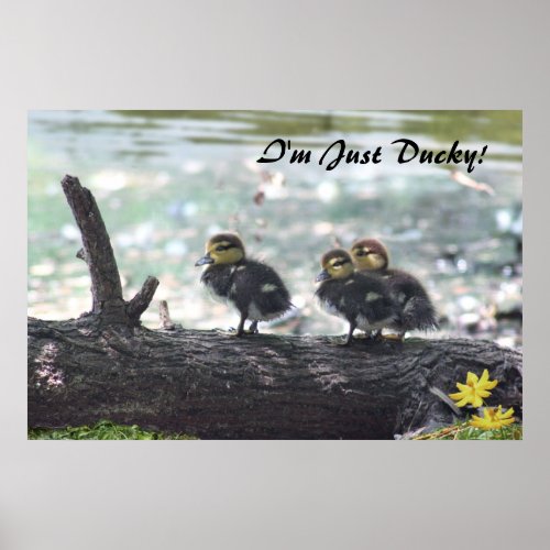 Im Just Ducky Poster _36x24 _other sizes also