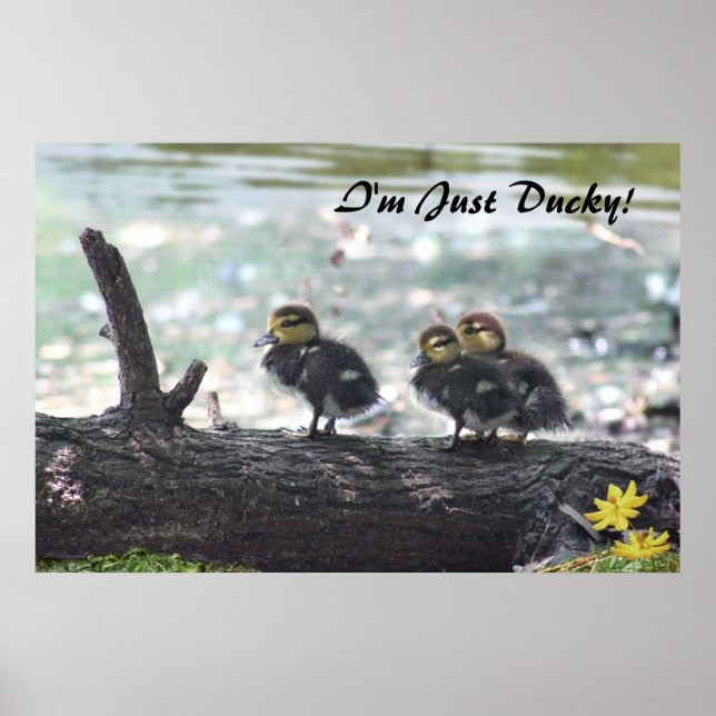 I'm Just Ducky! Poster -36x24 -other sizes also (Front)