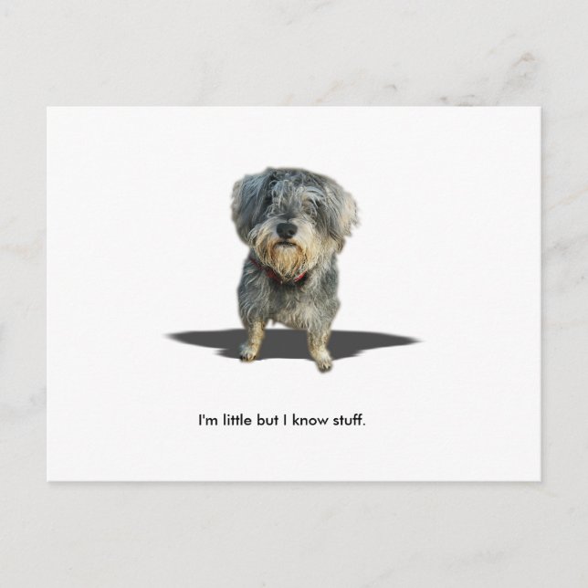 I'm little but I know stuff. Postcard (Front)