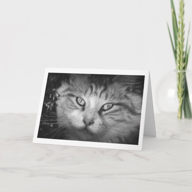 I'm Missing You Greeting Card - B&W Kitty (Front)