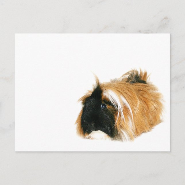 I'm not a tribble postcard (Front)