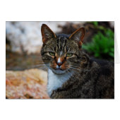 I'm Not Amused.... (Front Horizontal)