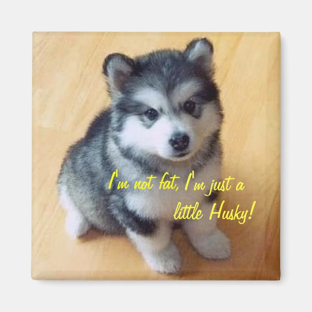 I'm not fat, I am just a little Husky! Magnet (Front)