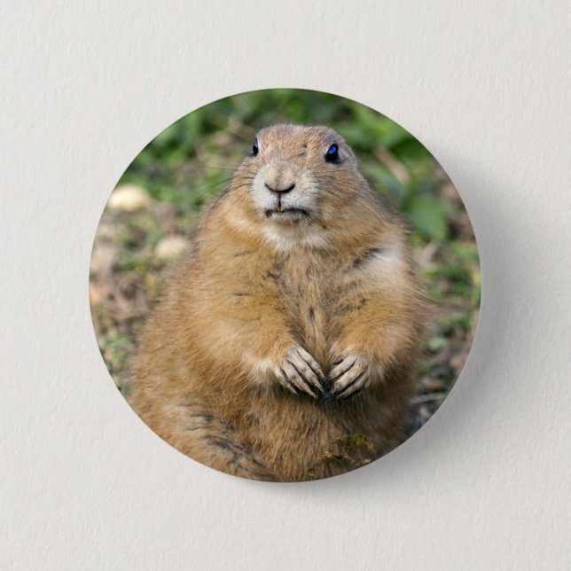 I'm Not Fat, I'm Cuddly Badge Button (Front)