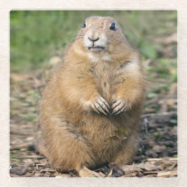 I'm Not Fat, I'm Cuddly Glass Coaster (Front)
