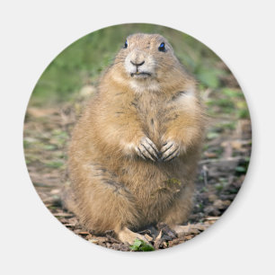I'm not Fat, I'm Cuddly Magnet