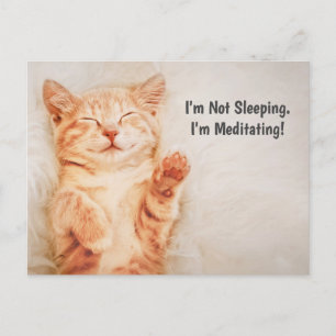I'm Not Sleeping, I'm Meditating Funny Kitten Postcard