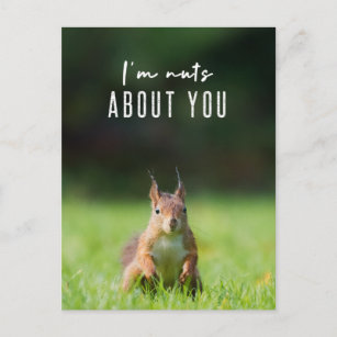 I'm nuts about you   Squirrel Modern Funny Fluffy Postcard