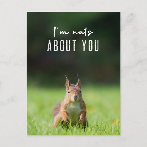 Im nuts about you  Squirrel Modern Funny Fluffy Postcard