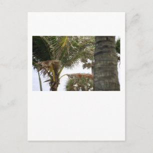 I'm on Island Time! Postcard