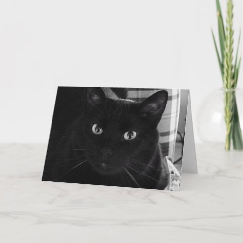 Im Shocked Black Cat Birthday Card