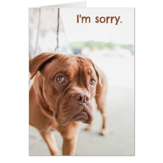 I'm sorry apology card with guilty dog