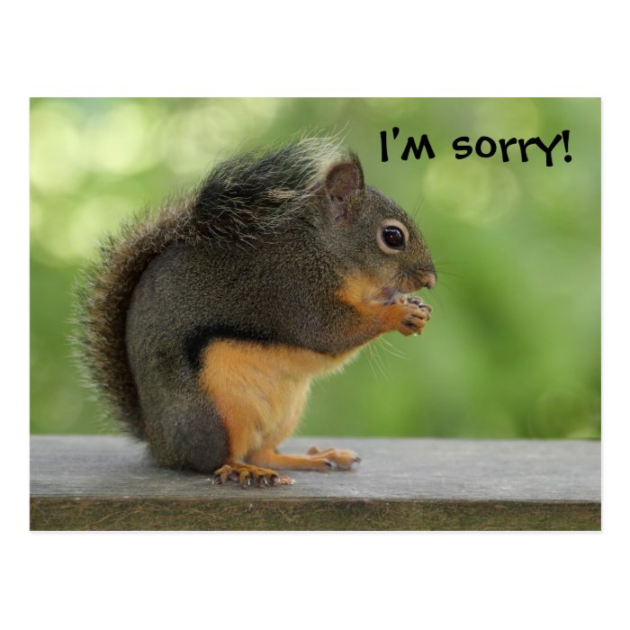 I'm Sorry Apology Squirrel Postcards