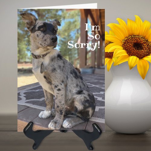 Im Sorry Brindle Cattle Dog Belated Birthday Card