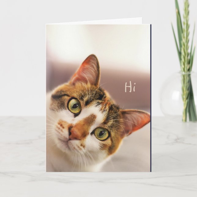 I'm sorry Cute Cat Kitten Animal Funny Card (Front)
