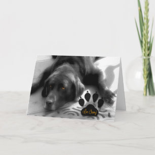 I'm Sorry Funny Verse with Cute Labrador Dog Card