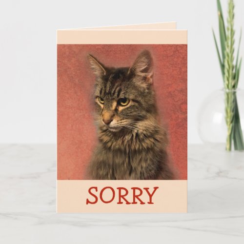 Im Sorry Kitty Apology Card