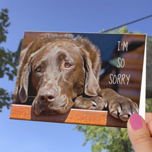 Im Sorry Labrador Retriever Belated Birthday Card