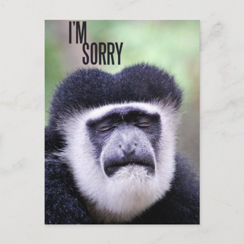 Im sorry Monkey Postcard