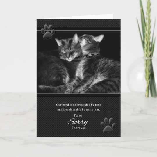 I'm Sorry Please Forgive Me Tabby Cats Card | Zazzle.com