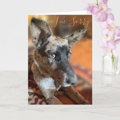 Im Sorry Side Eye Cattle Dog Belated Birthday Card