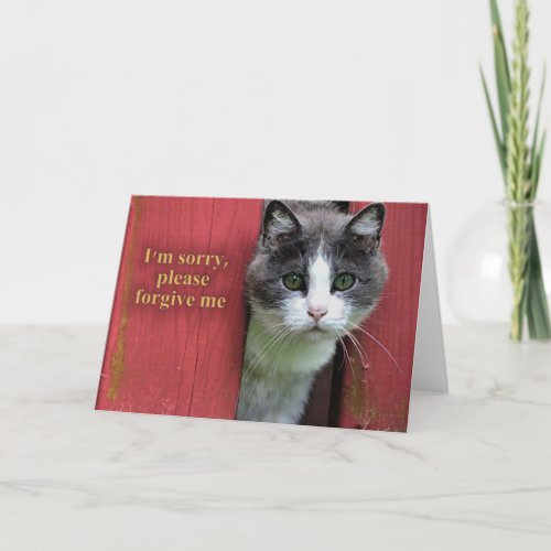 Im Sorry with Cute Gray and White Cat Card
