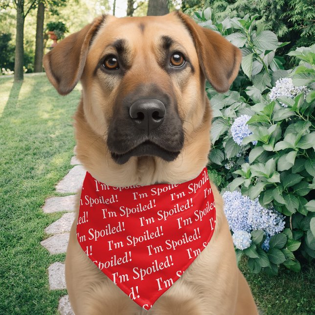 I'm Spoiled! Funny Dog Message, Red Pet Bandana Collar (Creator Uploaded)
