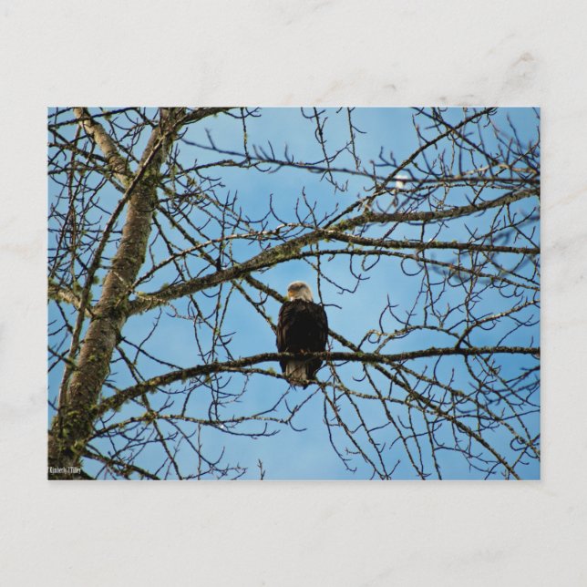 I'm Watching You Postcard (Front)