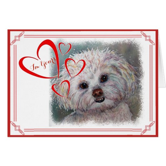 I'M YOURS VALENTINE SWEET WHITE MALTESE YORKIE MIX (Front Horizontal)