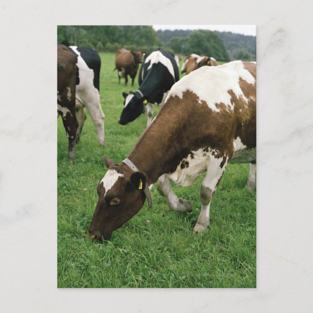 ima28991 postcard (Front)