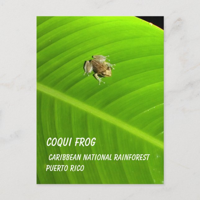 IMAG0274.jpg, Coqui Frog, Caribbean National Ra... Postcard (Front)